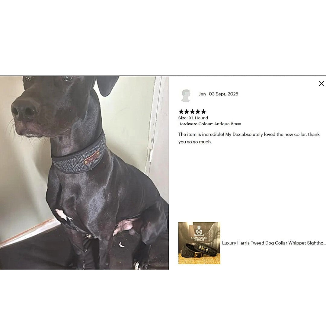 black dog wearing luxury harris tweed black and gold herringbone soft padded collar persnalized with dogs name on leather nameplate