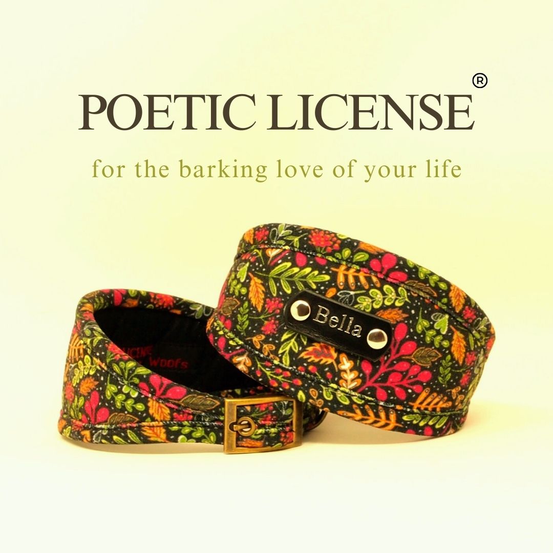 luxury soft hypoallergenic vegan sighthound collar, padded and comfy personalised with dogs name on