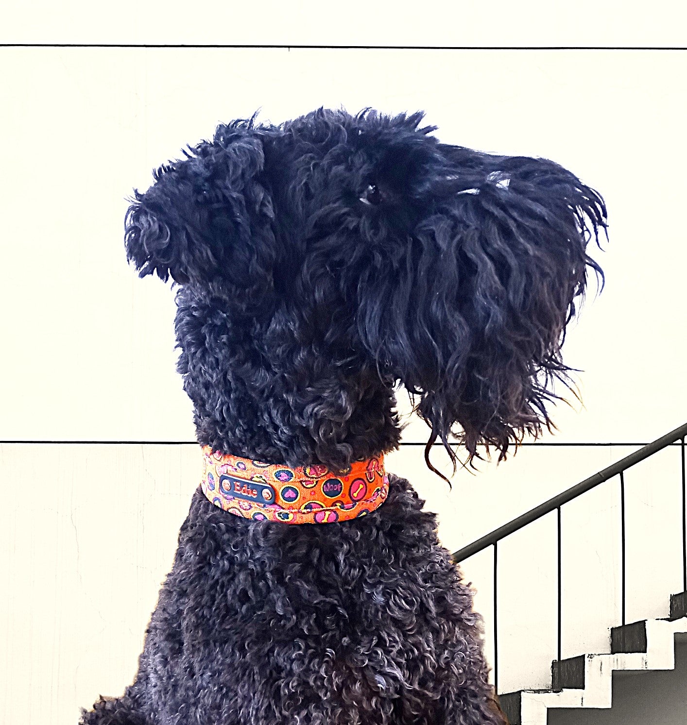 orange and hot pink custom personalised dog collar on kerry blue terrier