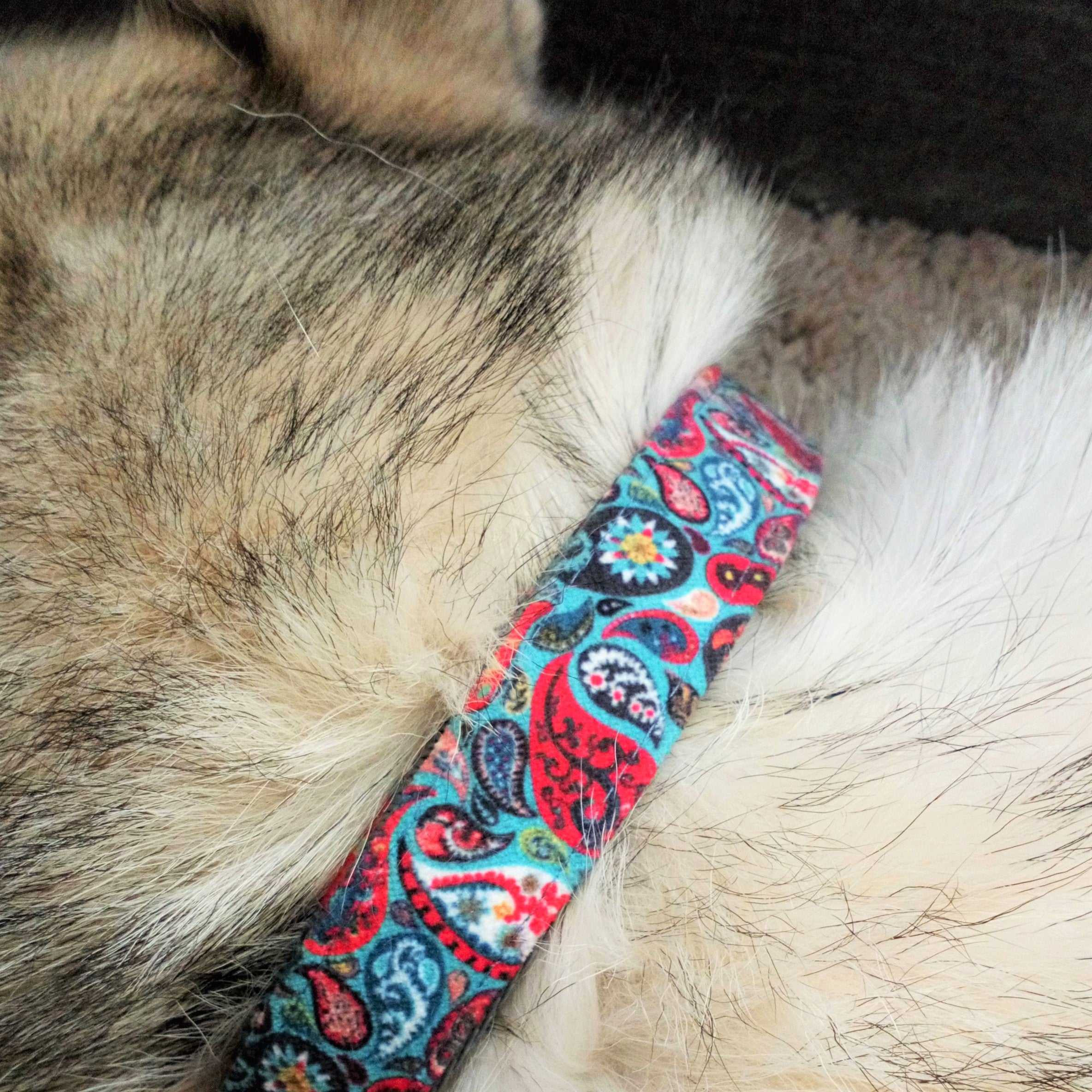 Luxe Chenille Standard Dog Collar in Teal Blue, Green & Red Paisley