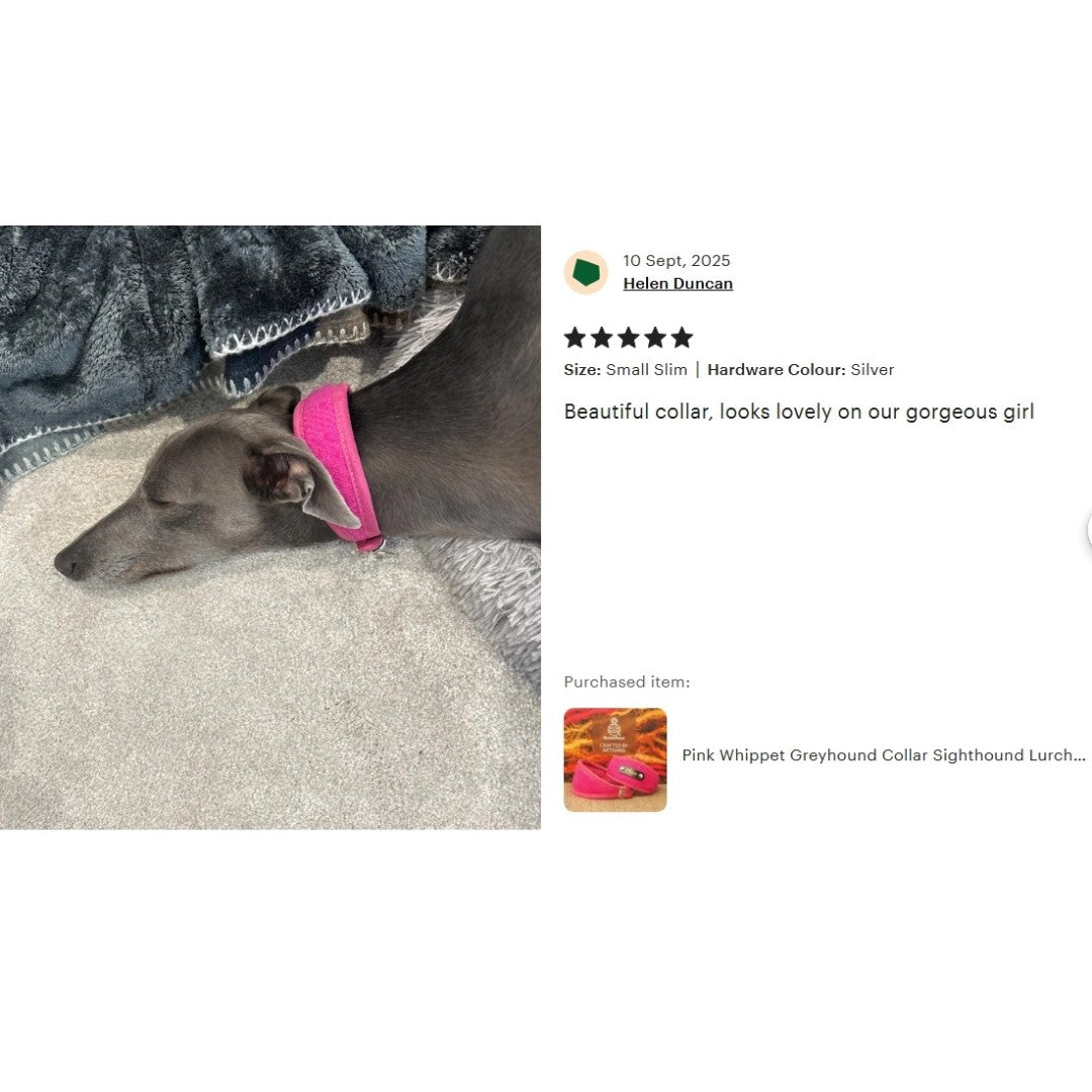 grey dog wears bright pink soft padded genuine harris tweed collar