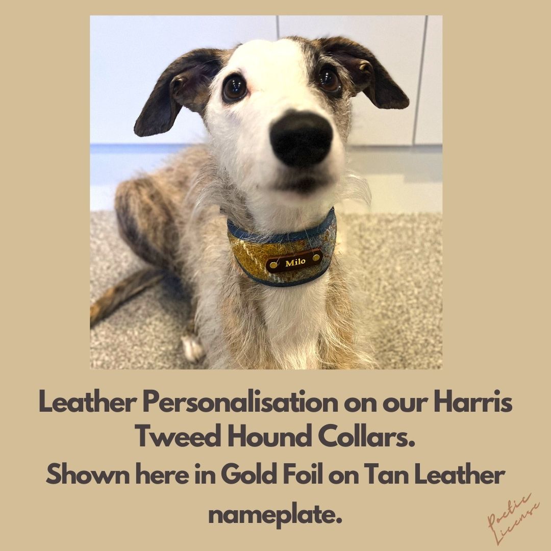 Harris Tweed Mustard & Blue Tartan Greyhound Collar or Slim fit luxury dog collar.