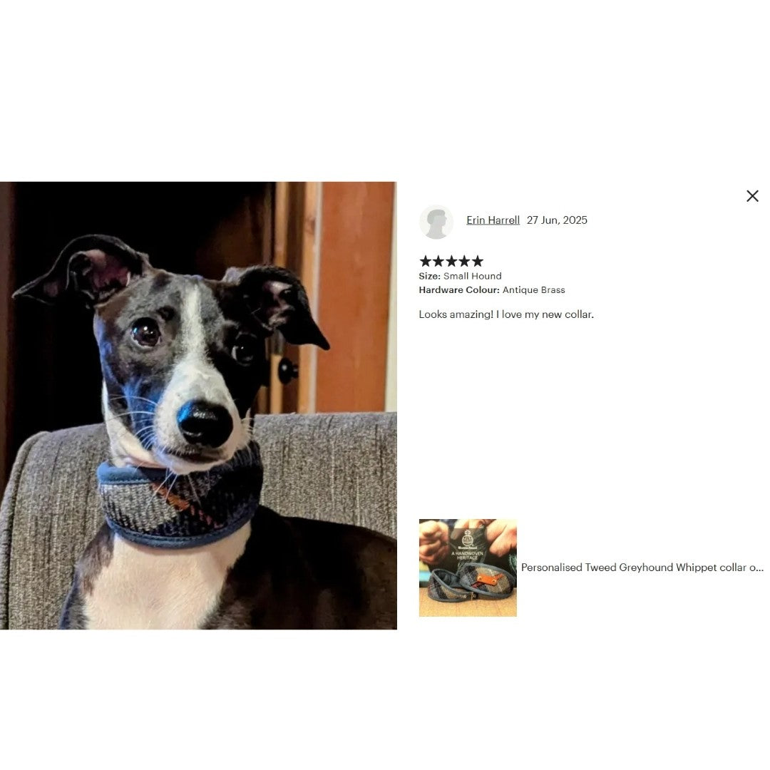 blue grey tartan genuine harris tweed dog collar on black and white dog