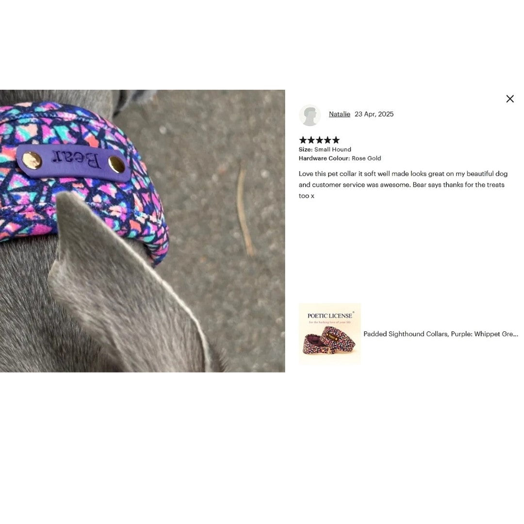 grey dog wears purple pink soft padded vegan whippet greyhound sighthound dog collar personalized with dogs name on biothane