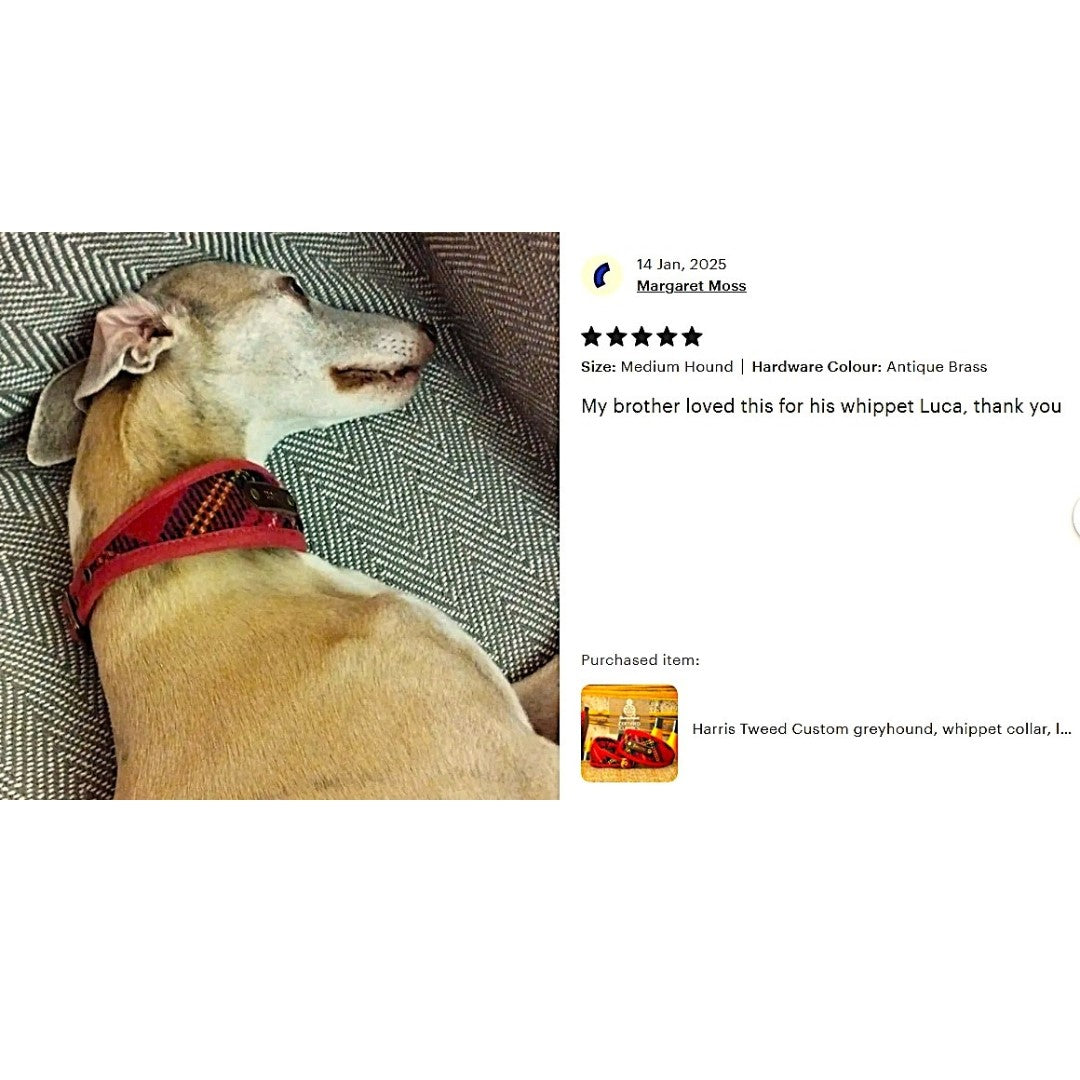 dog wears red stuart tartan genuine harris tweed collar personalized with dogs name on