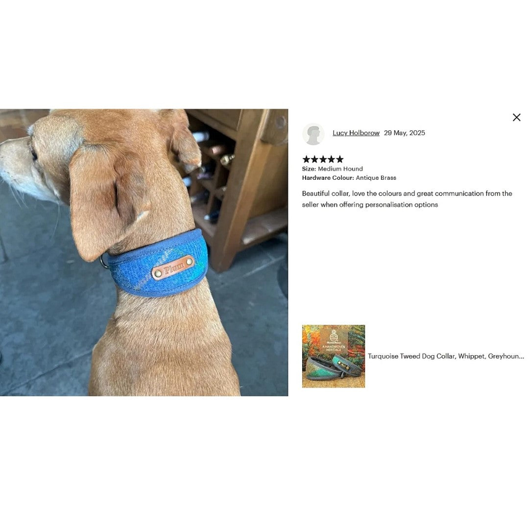 brown dog wears luxury soft padded genuine harrs tweed turquoise blue green tartan dog collar, personalized with dogs name on