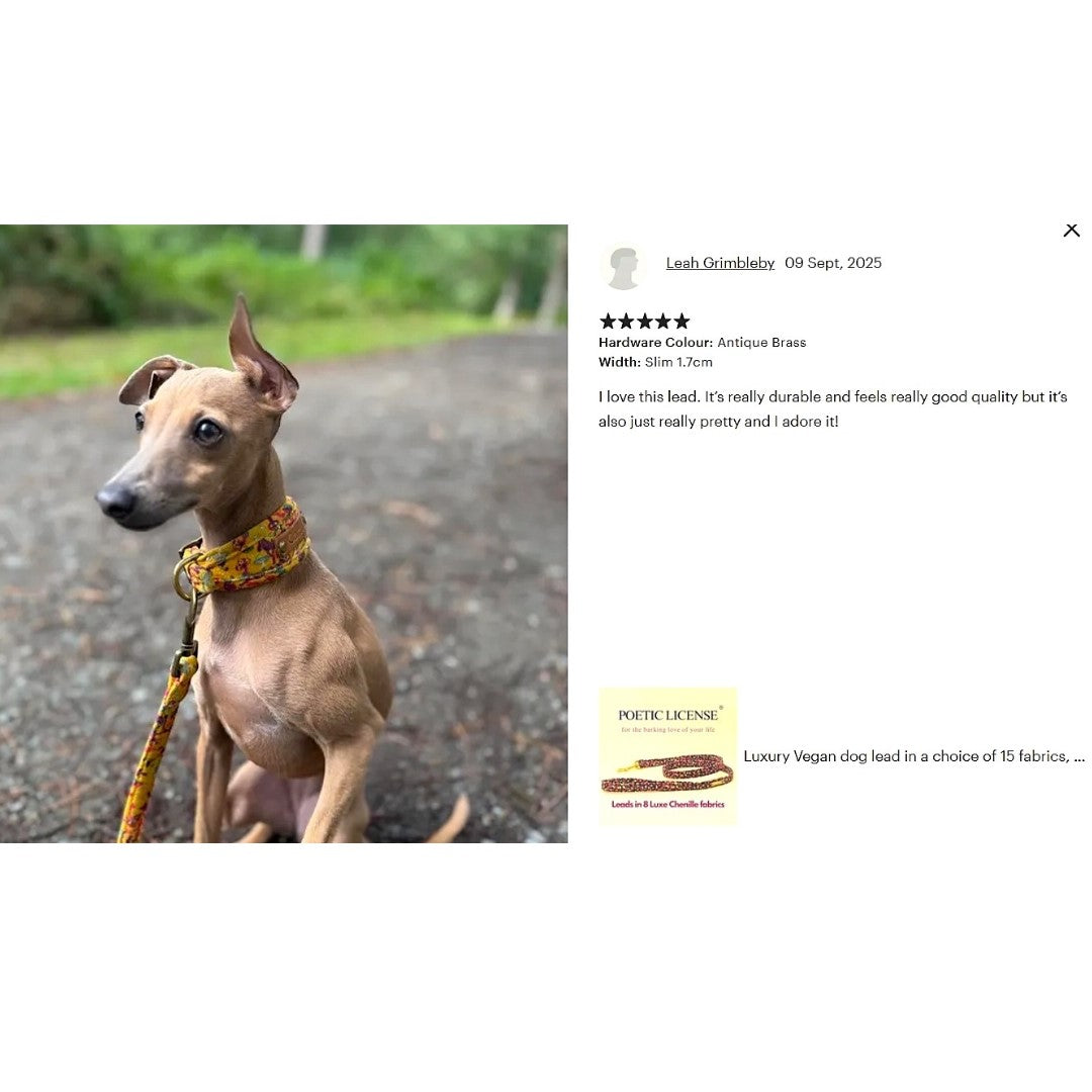 vegan yellow mushroom themed iggy whippet sightound collar with matching lead, collar is cusom made and personalised with dogs name on