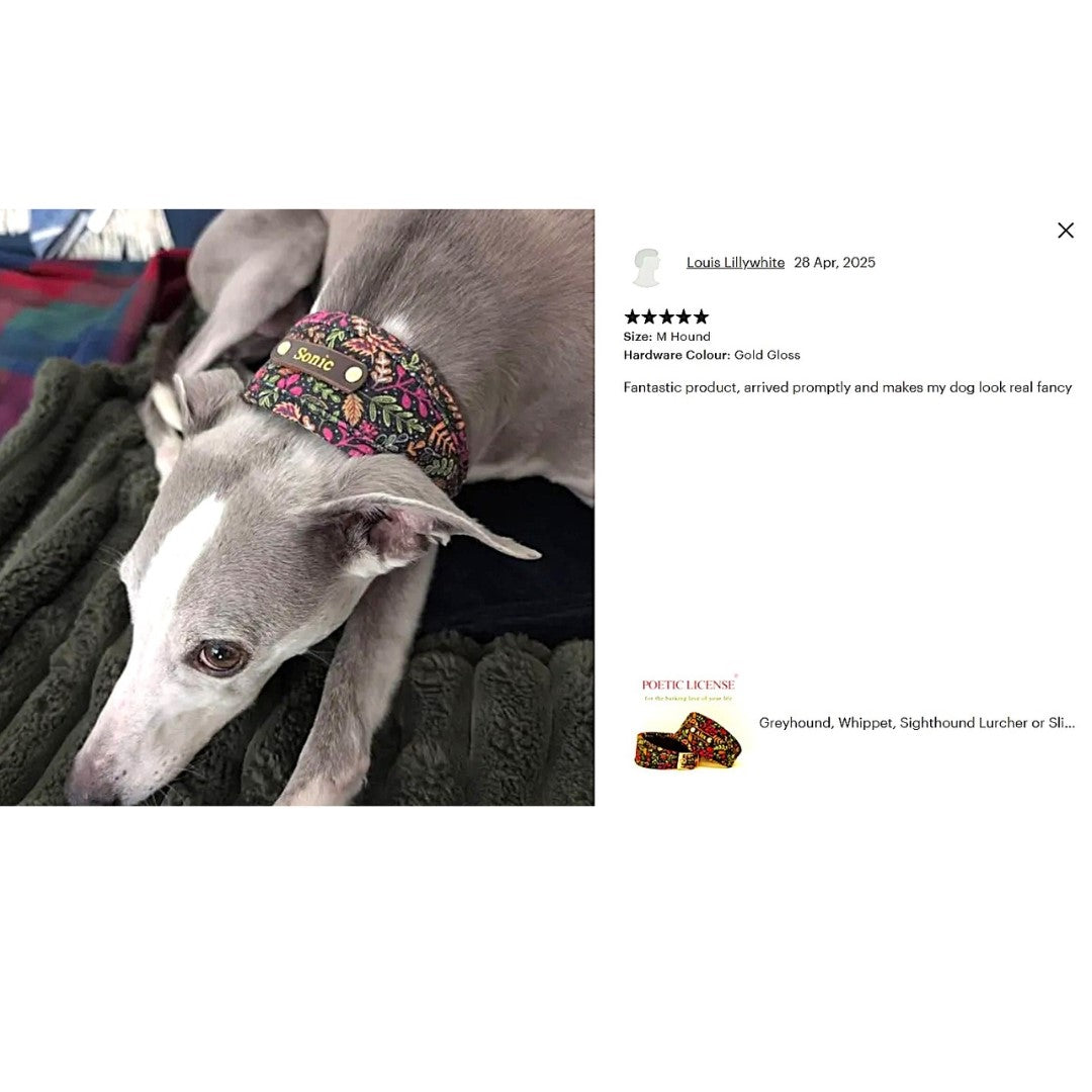 grey dog wears black pink green vegan soft padded collar personalized with dogs name on