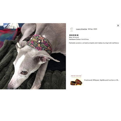 grey dog wears black pink green vegan soft padded collar personalized with dogs name on 