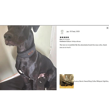 black dog wearing luxury harris tweed black and gold herringbone soft padded collar persnalized with dogs name on leather nameplate