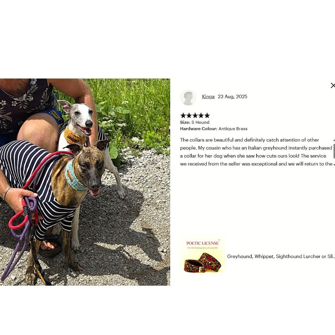 soft padded vegan sighthound collars personalised with dogs names on 