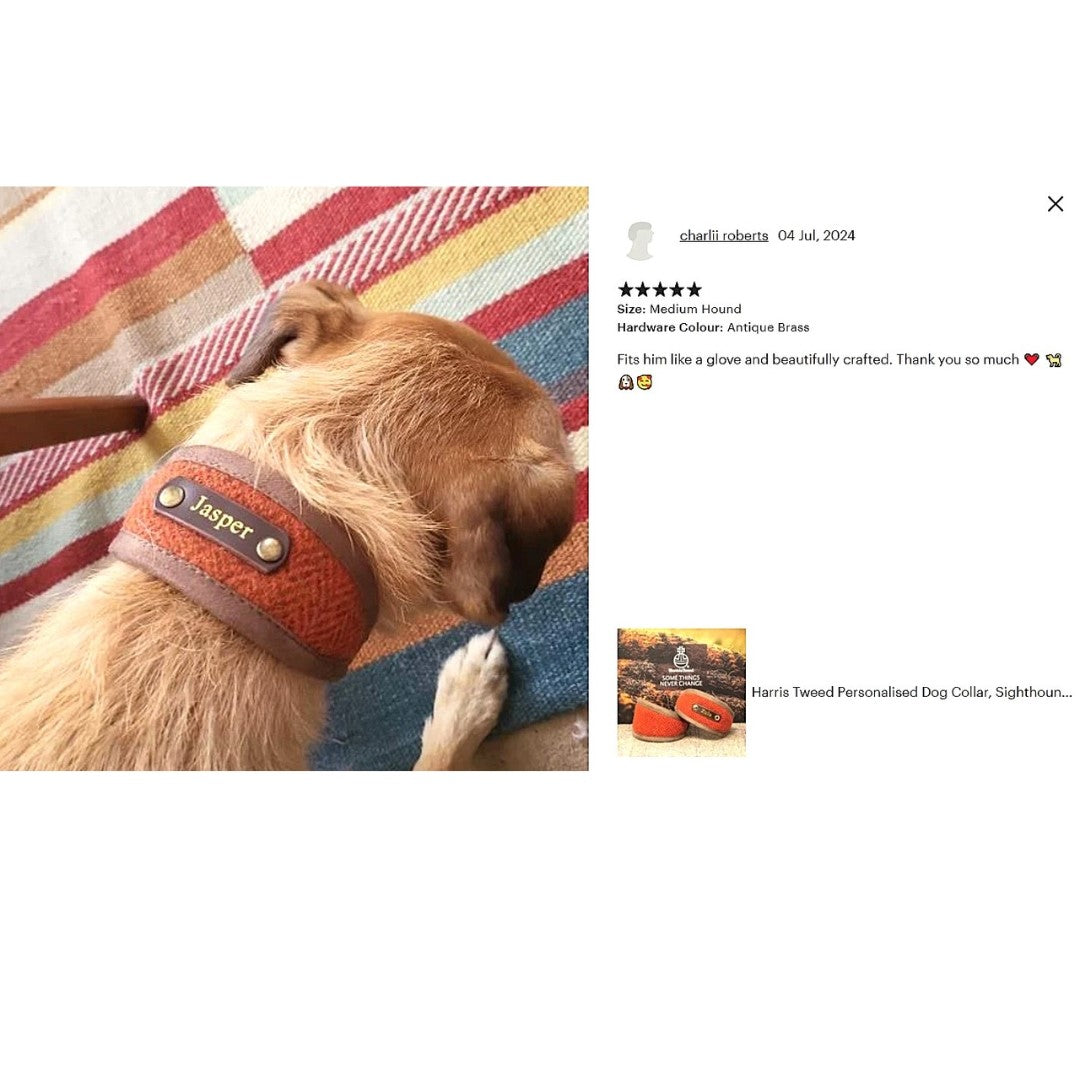 golden dog wears burnt orange genuine harris tweed herringbone wide collar, personalized with dogs name on leather nameplate in gold foil