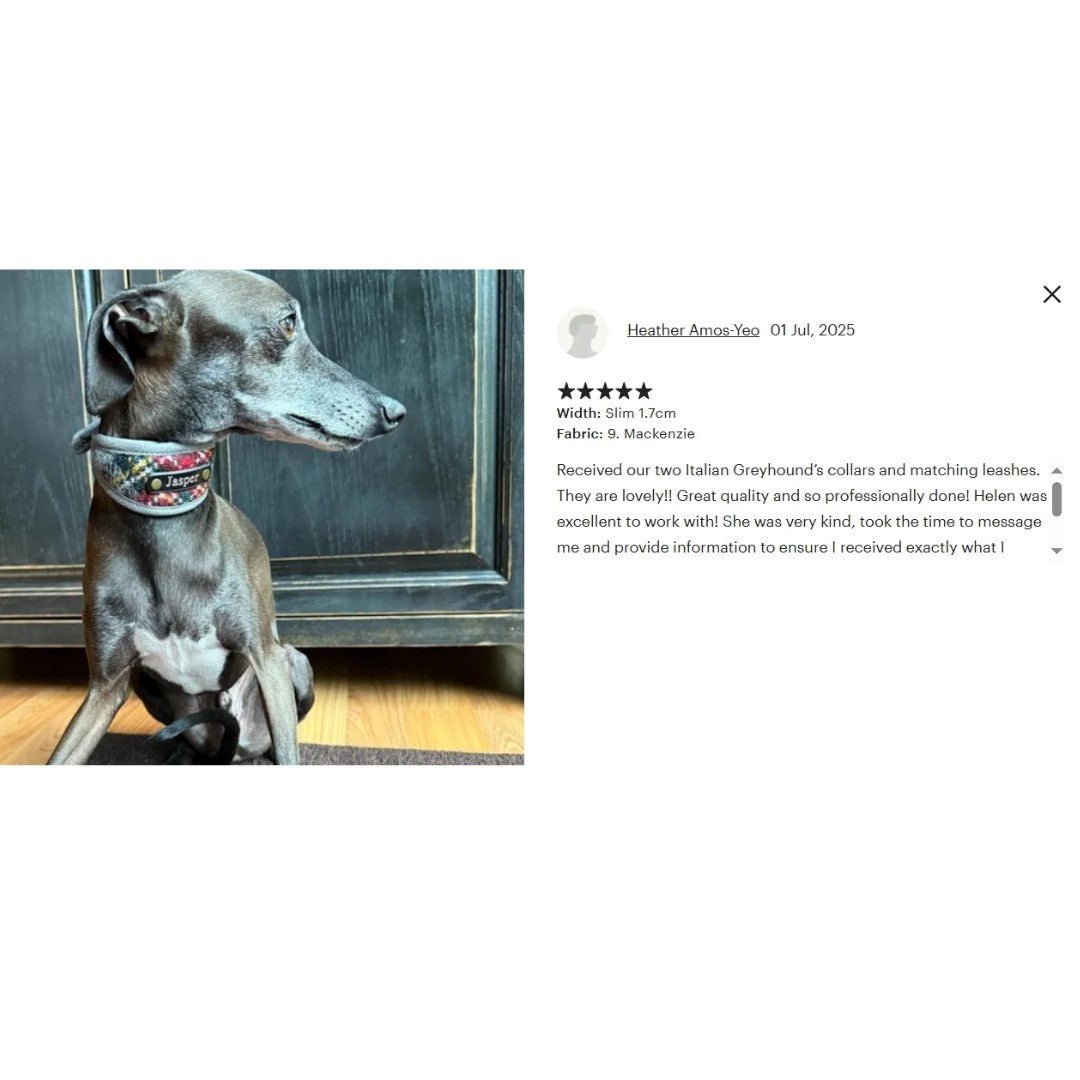 beautiful dog wears genuine harris tweed personalised custom collar 