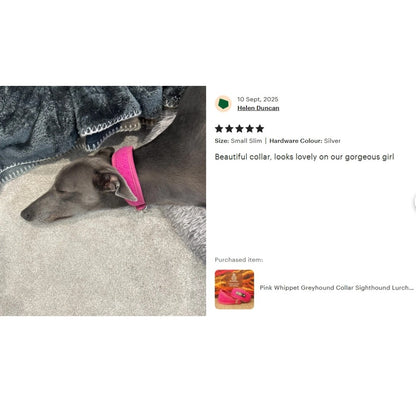 grey dog wears bright pink soft padded genuine harris tweed collar