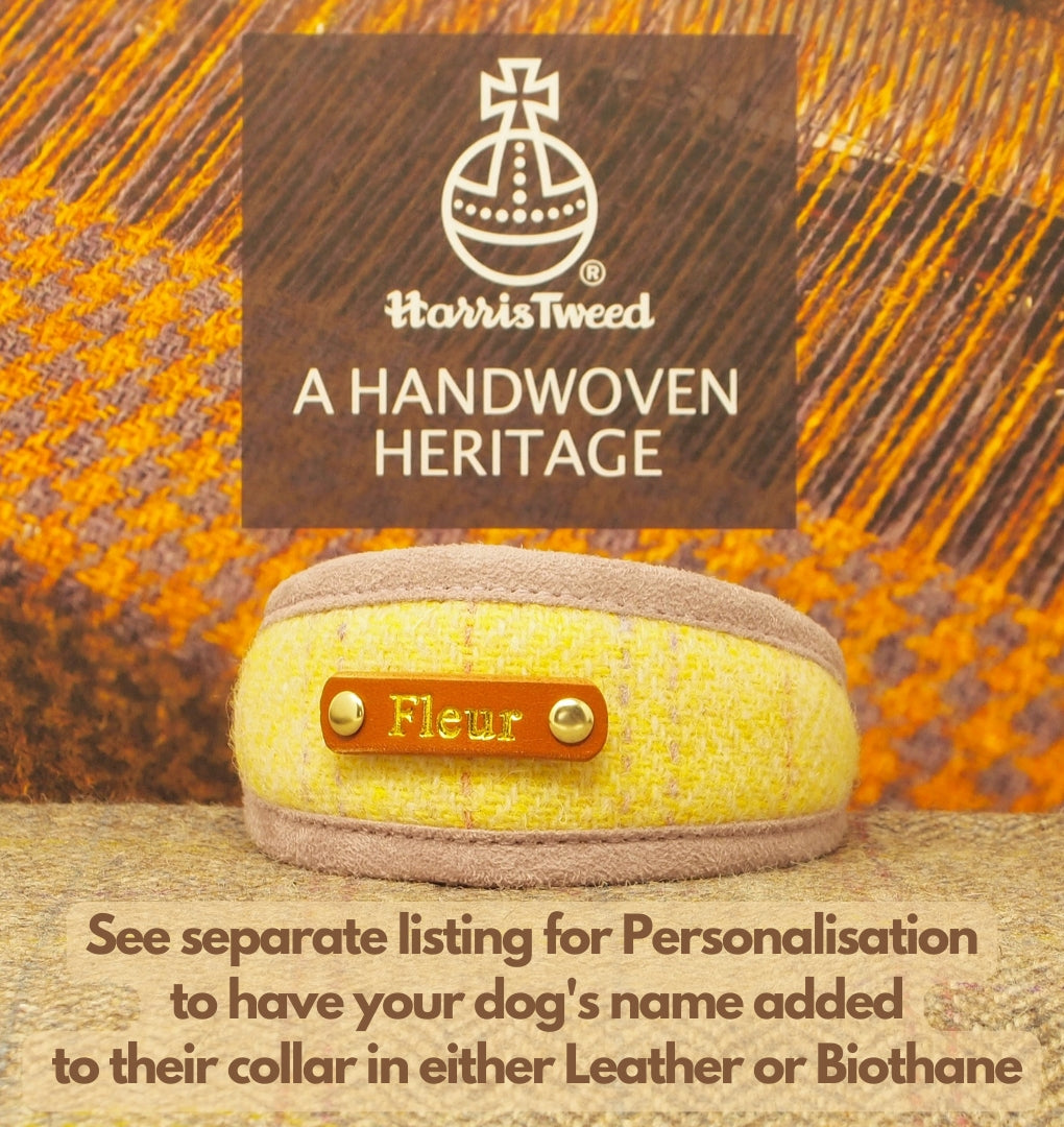 Lemon Stripe Harris Tweed Dog Collar, Greyhound, Whippet. Can be personalised with name on the collar