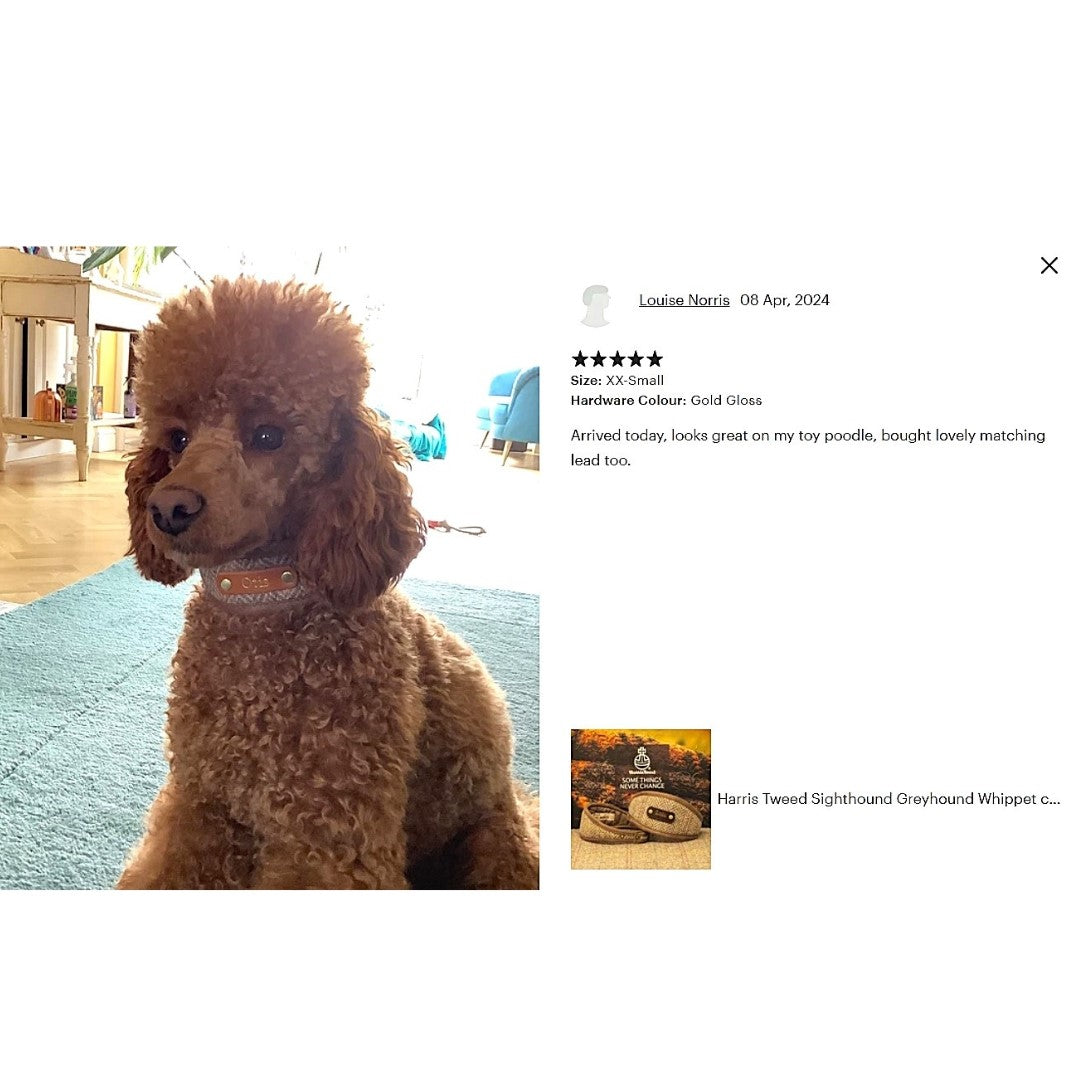 poodle wears luxury genuine harris tweed beige neutral brown herringbone custom dog collar with dogs name on 