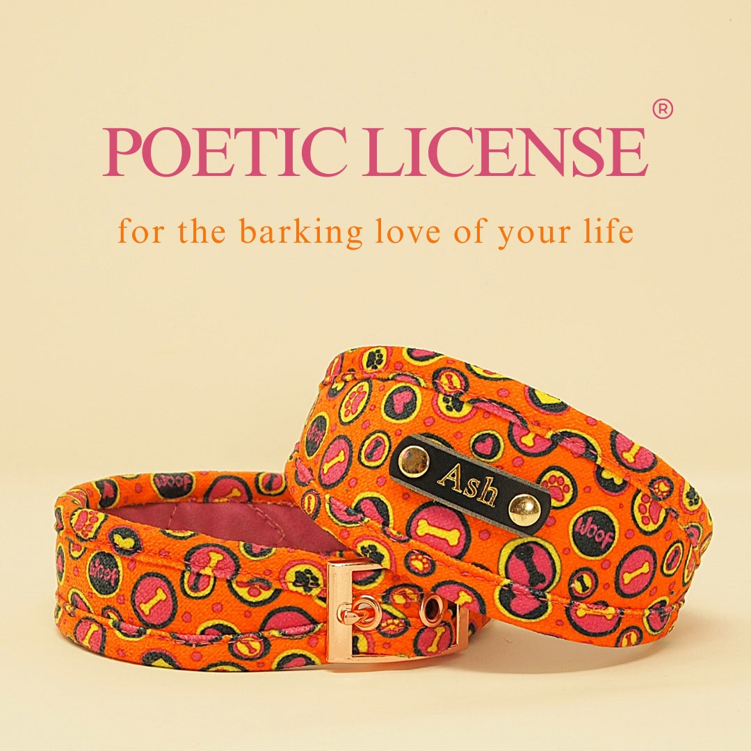 bright orange and hot pink whippet sighthound greyhound collar personalised with dogs name on