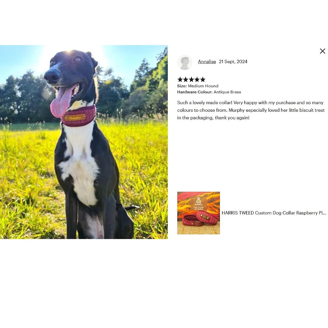 black and white dog wears pink stripe genuine harris tweed collar personalised with dogs name on custom luxury collar