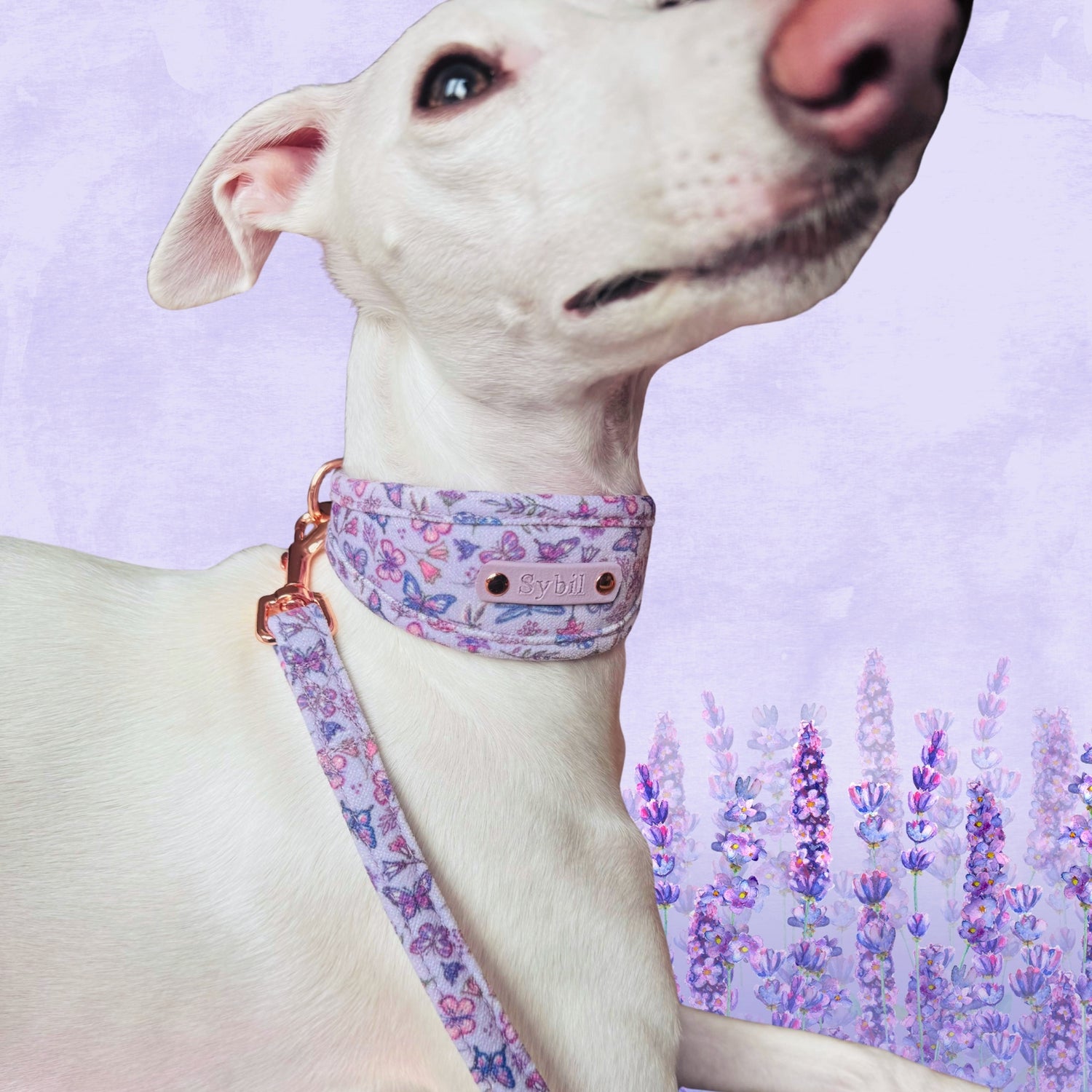 white dog in lilac collar personalized with dogs name on, custom purple dog collar soft padded