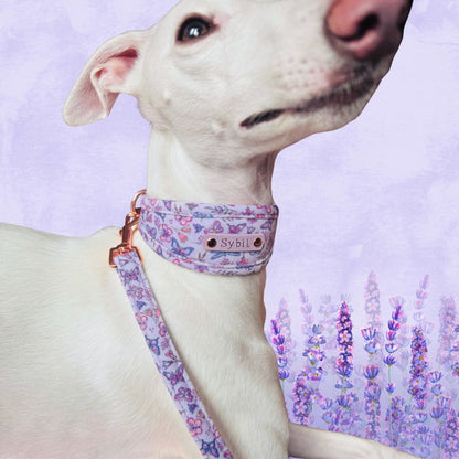 white whippet in lilac purple soft padded collar, personalised with dogs name on biothane