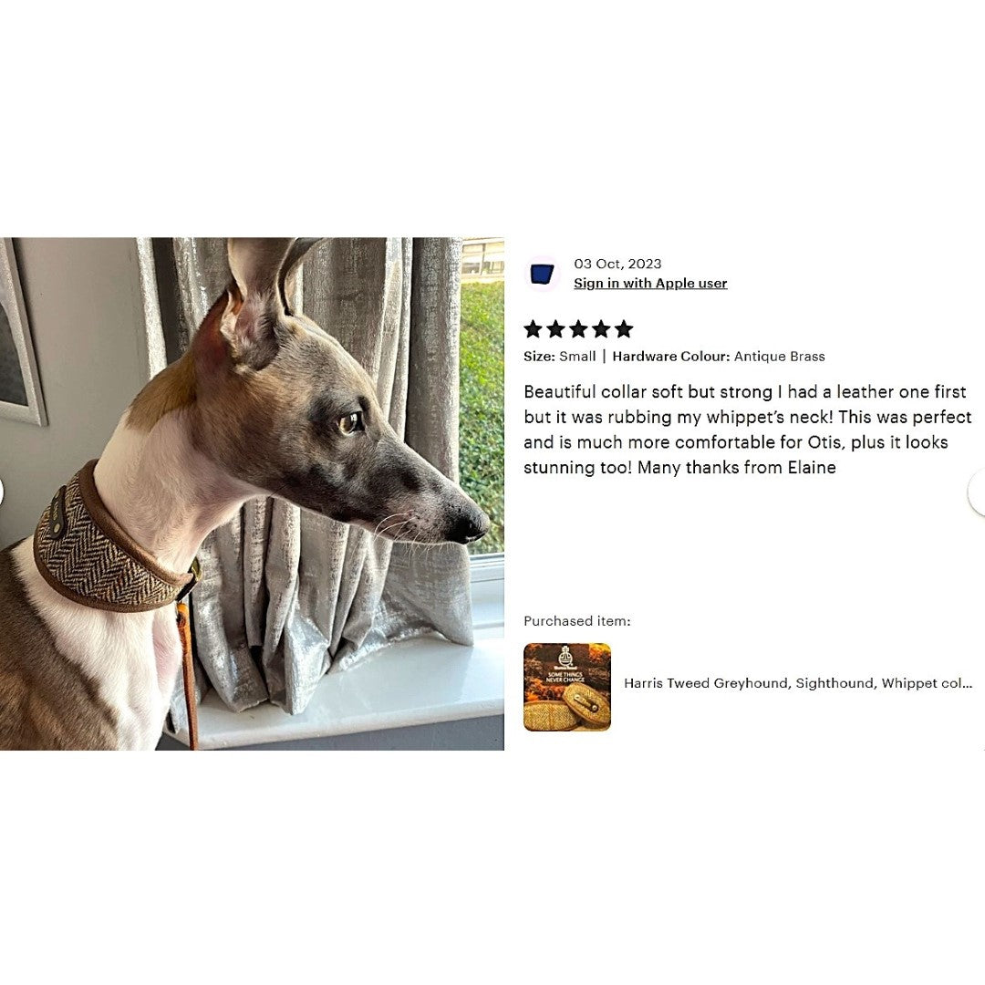 dog wearing luxury tan brown harris tweed hound collar personalized with dogs name on