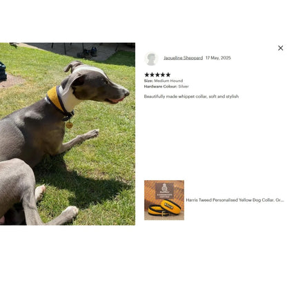 grey and white dog wearing luxury   yellow harris tweed collar with navy edging 